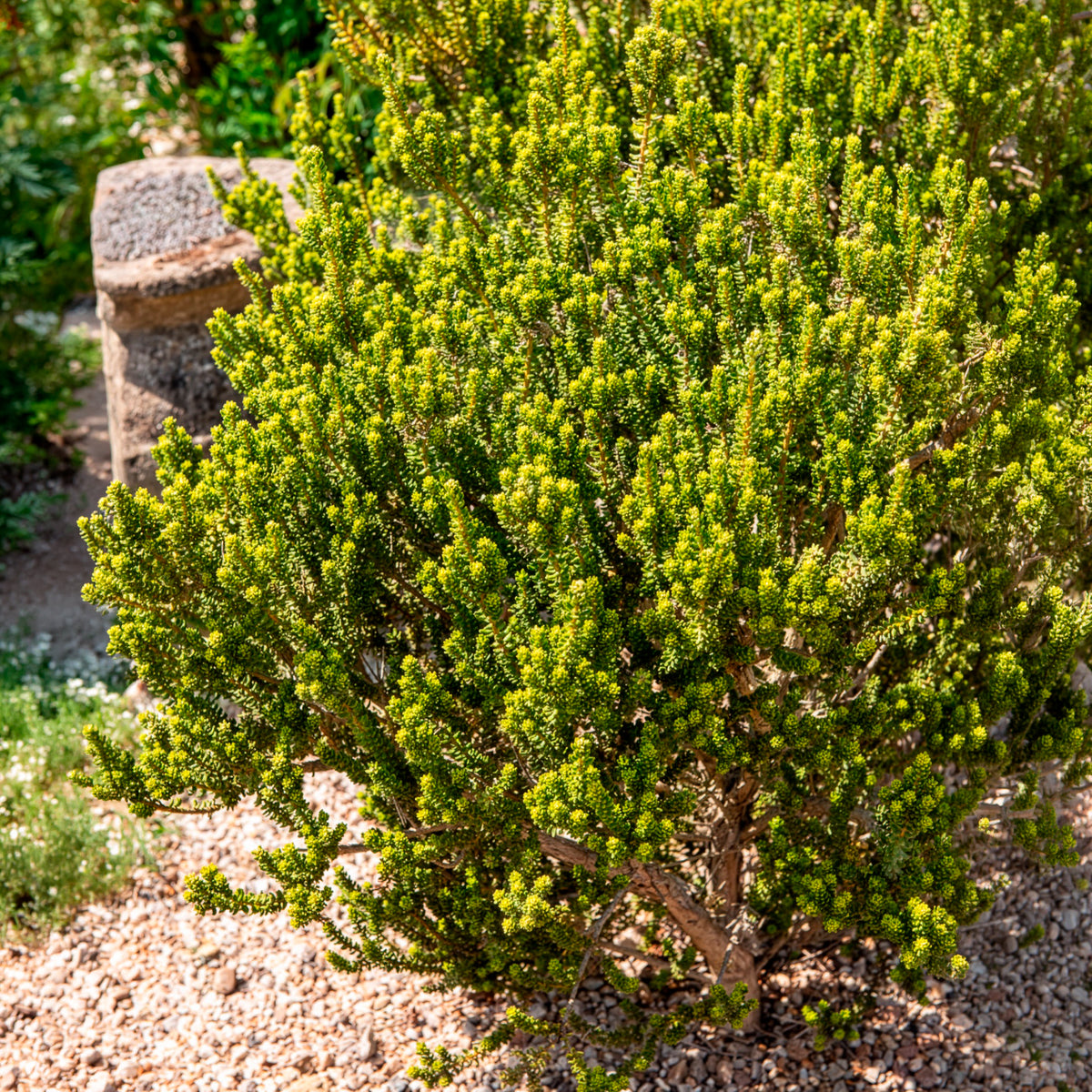 Olearia nummulariifolia - Bakker