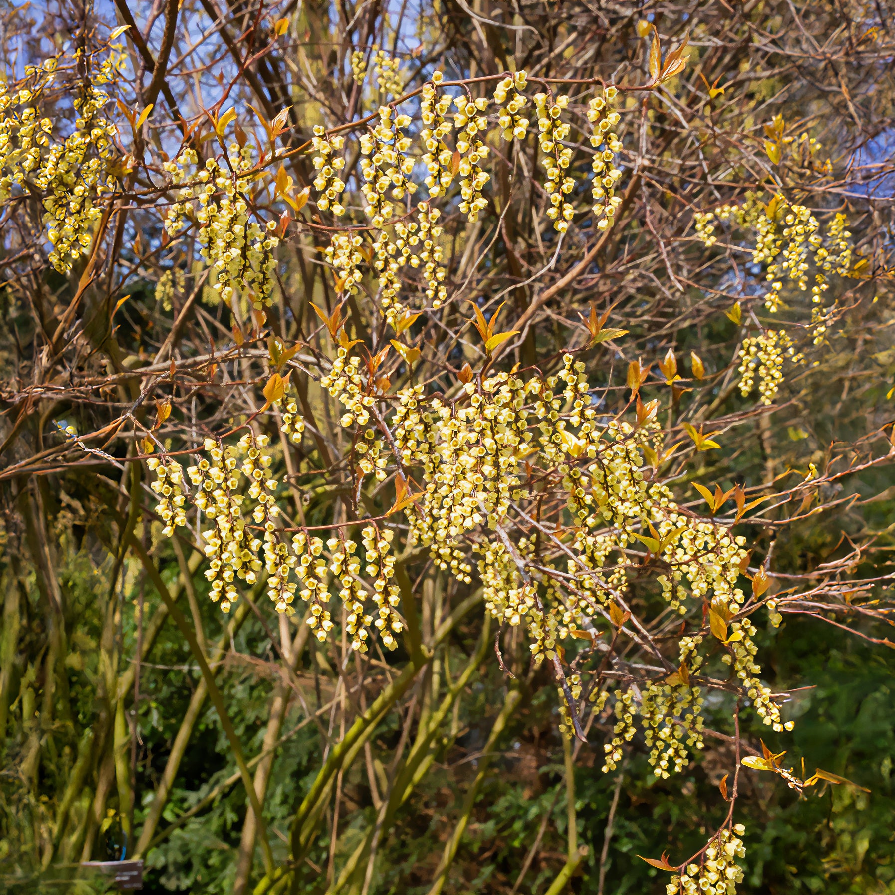 Plantes de terrasses et balcons - Stachyurus chinensis Joy Forever - Stachyurus chinensis Joy Forever