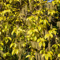 Stachyurus chinensis Joy Forever - Stachyurus chinensis Joy Forever - Bakker