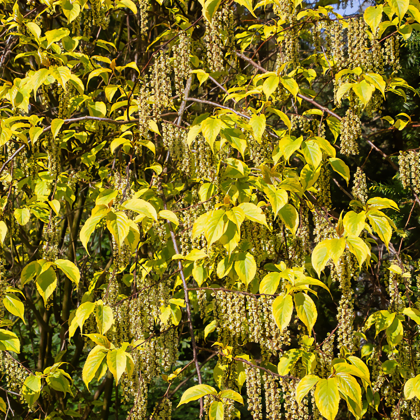 Stachyurus chinensis Joy Forever - Stachyurus chinensis Joy Forever - Bakker