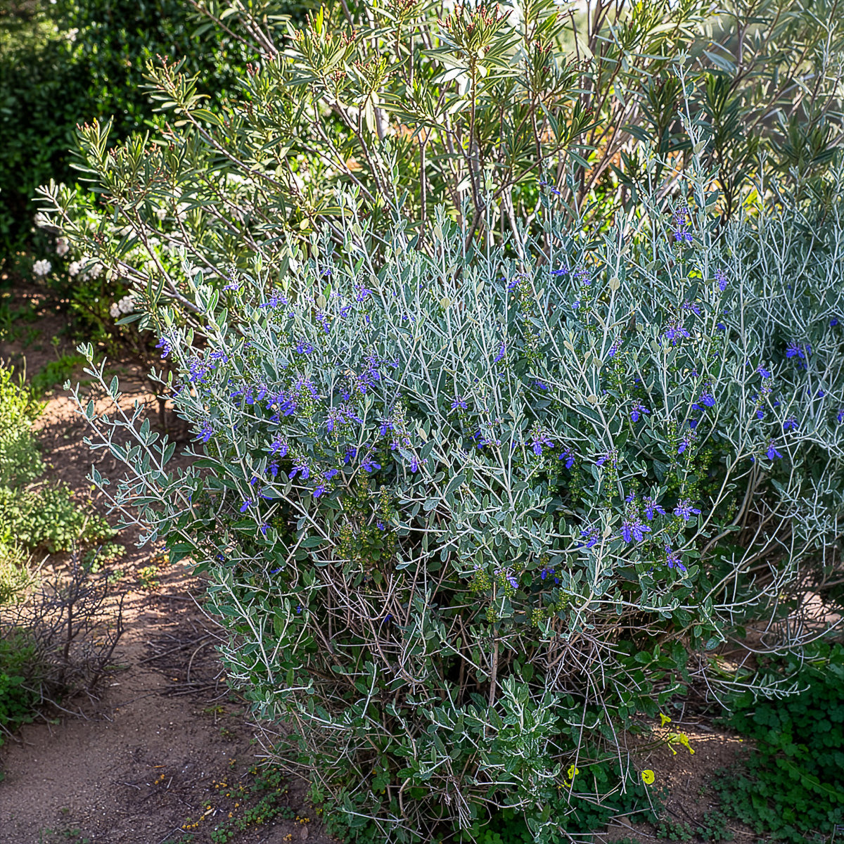 Vente Germandrée arbustive Azureum - Teucrium fruticans 'azureum'