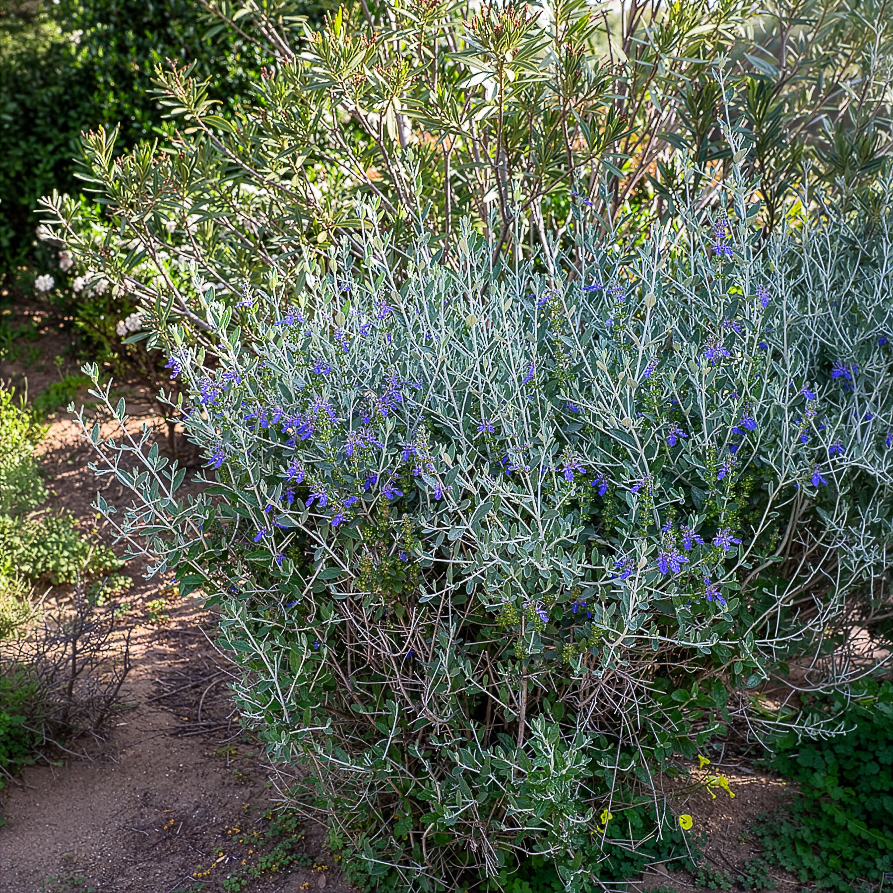 Vente Germandrée arbustive Azureum - Teucrium fruticans 'azureum'
