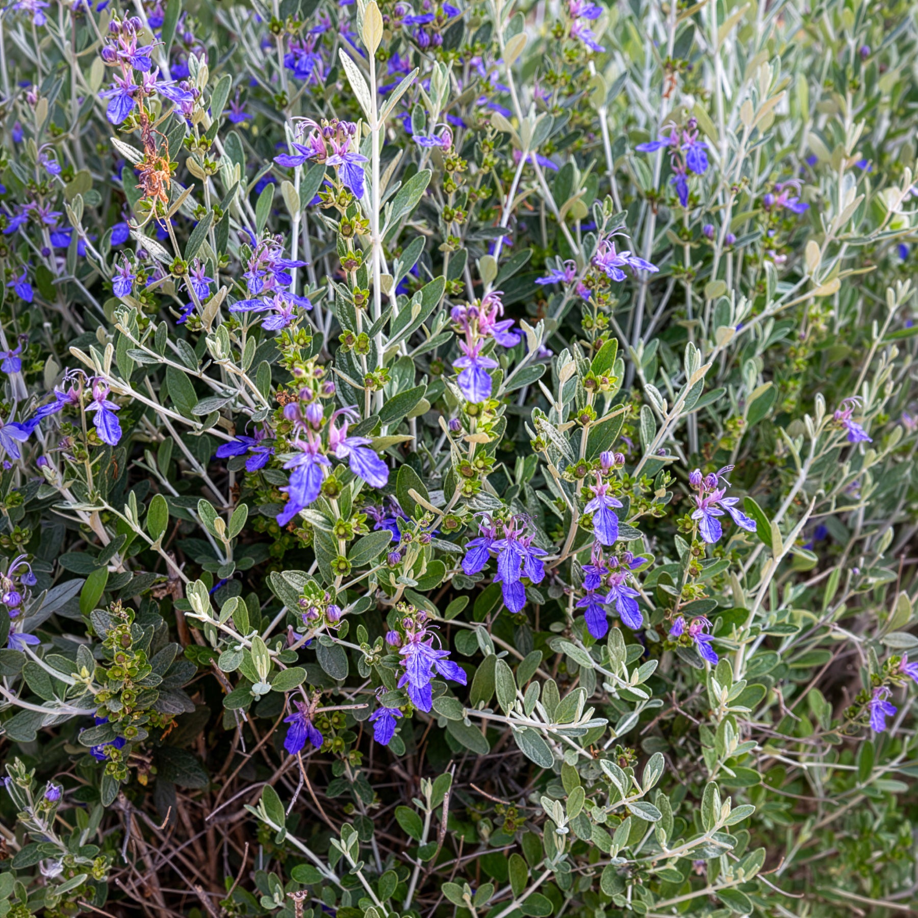Germandrée arbustive Azureum - Bakker
