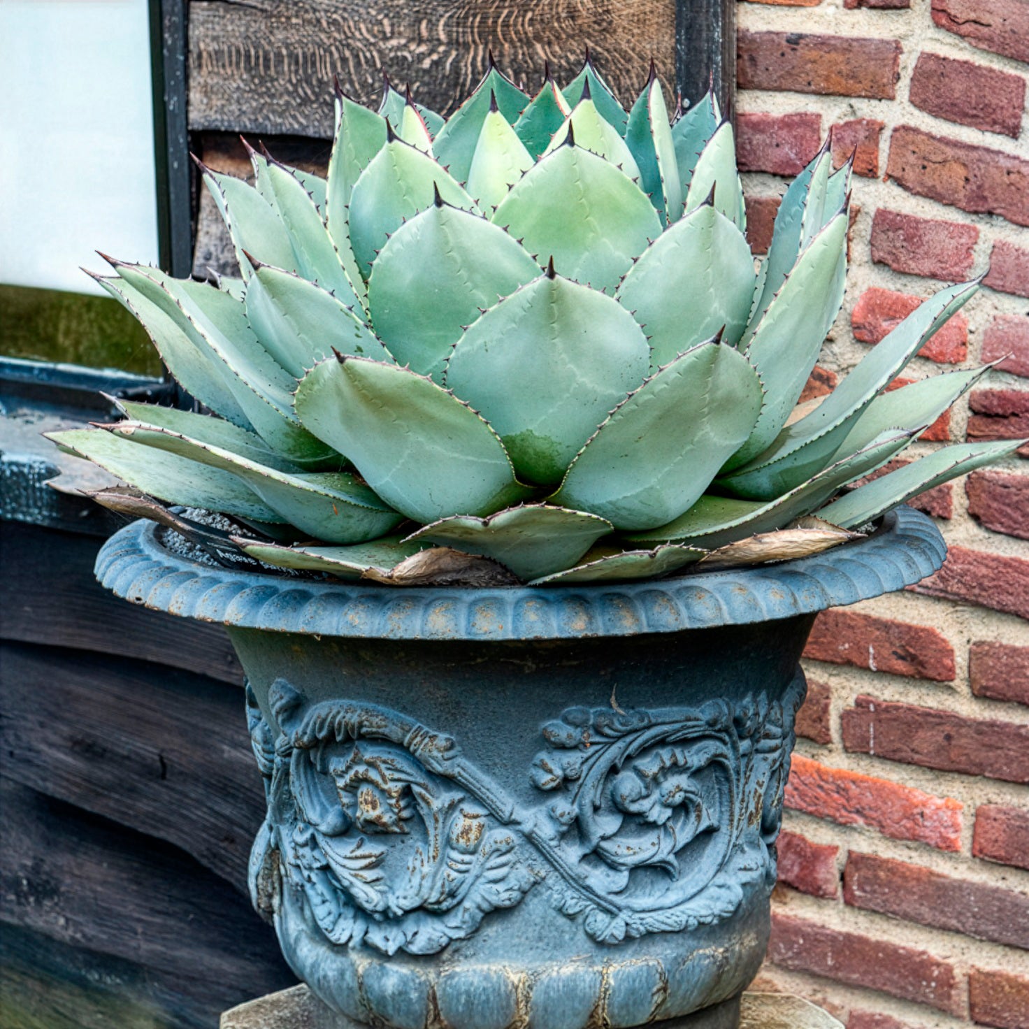 Agave parryi - Agave de Parry