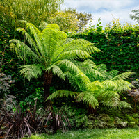 Fougère arborescente de Tasmanie - Dicksonia antarctica - Bakker