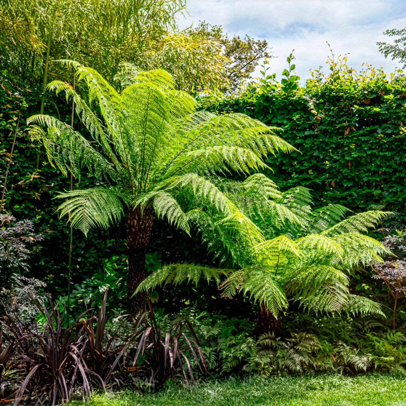 Fougère arborescente de Tasmanie - Dicksonia antarctica - Bakker