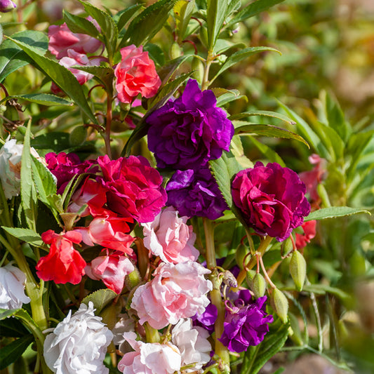 Balsamine à fleurs de camélia en mélange - Bakker
