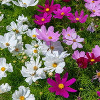 Cosmos Sensation en mélange - Cosmos sensation en mélange - Bakker
