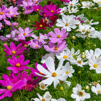 Graines de fleurs comestibles - Cosmos Sensation en mélange - Cosmos sensation en mélange