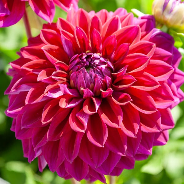 5 Grands Dahlias en mélange - Dahlia 'Diva', 'Clair Obscure', 'Mistery Day', 'Seduction', 'Luka Johanna' - Bakker