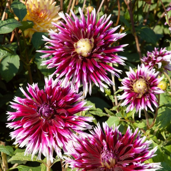 Dahlia 'Diva', 'Clair Obscure', 'Mistery Day', 'Seduction', 'Luka Johanna' - 5 Grands Dahlias en mélange - Bulbes de Dahlia