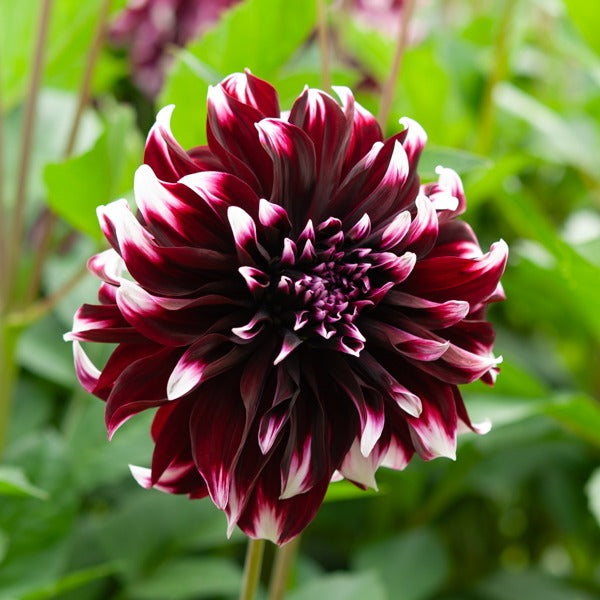 Bulbes de Dahlia - 5 Grands Dahlias en mélange - Dahlia 'Diva', 'Clair Obscure', 'Mistery Day', 'Seduction', 'Luka Johanna'