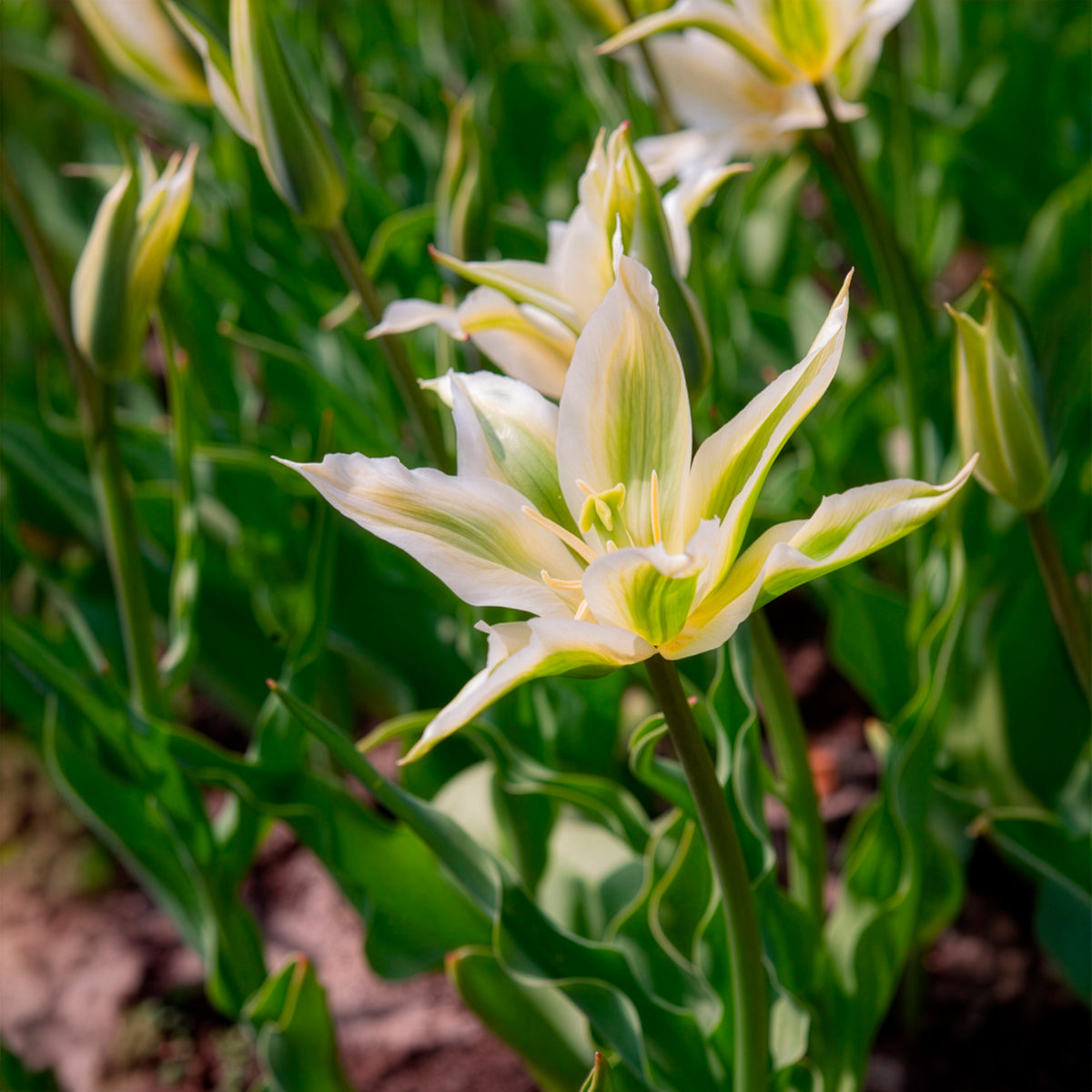 Vente 10 Tulipes à fleurs de lis Greenstar - Tulipa greenstar