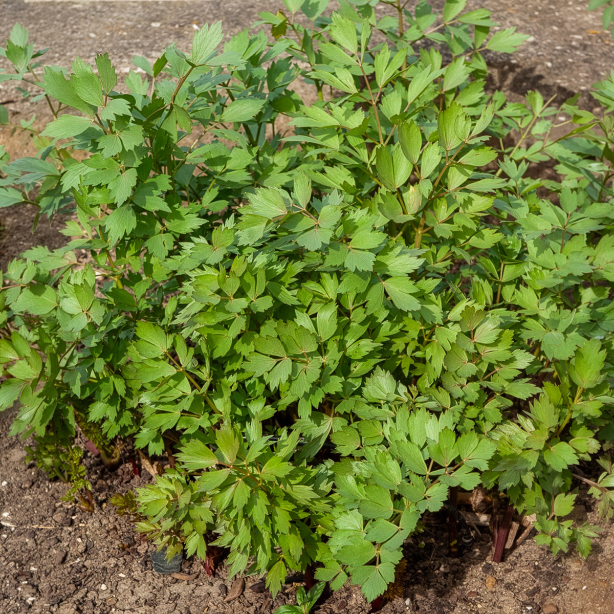 Levisticum officinalis - Livèche - céleri perpétuel Bio - Herbes biologiques