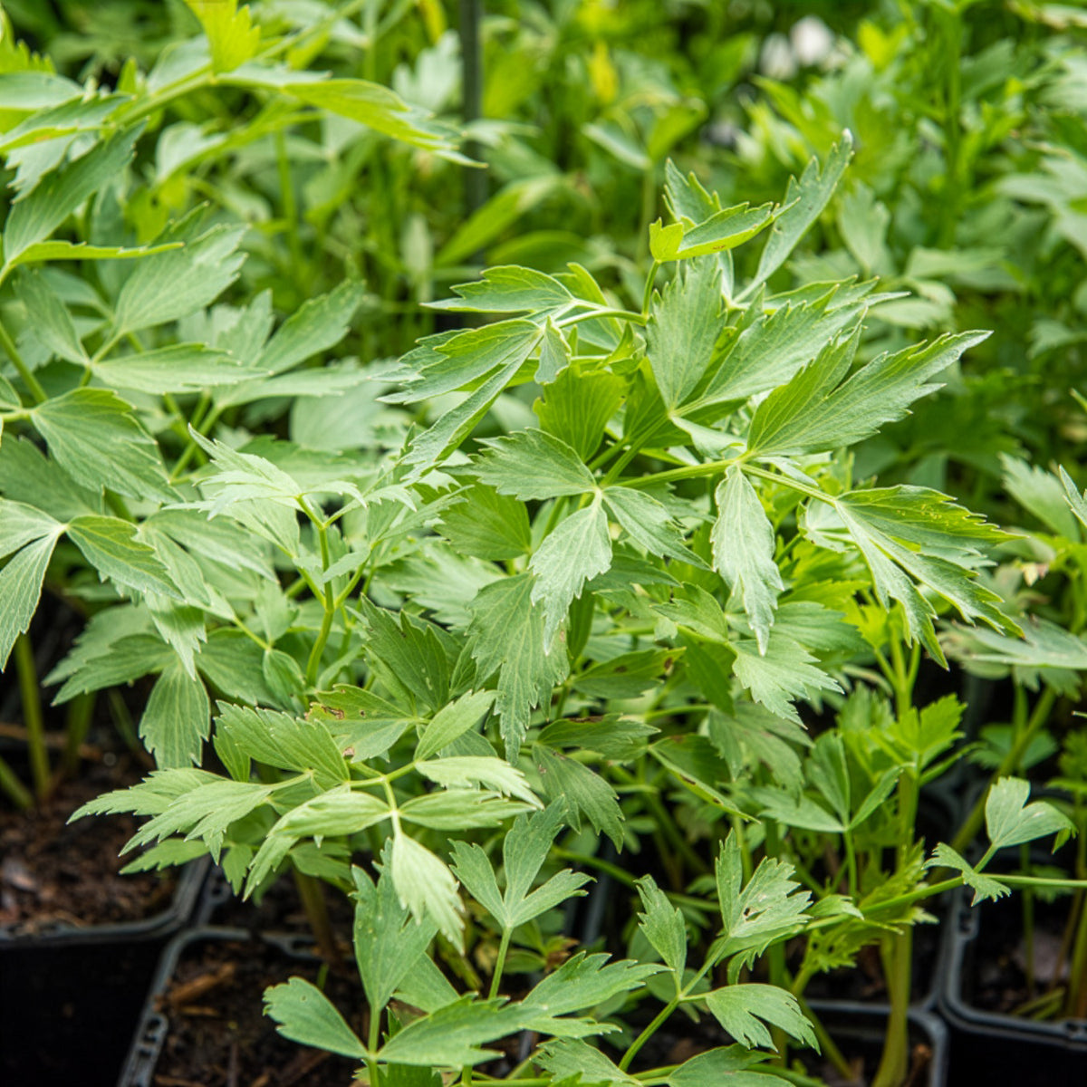 Livèche - céleri perpétuel Bio - Levisticum officinalis - Bakker