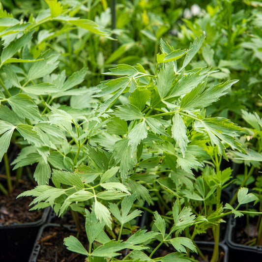 Livèche - céleri perpétuel Bio