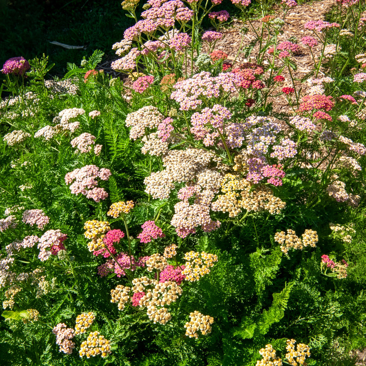 Achillées millefeuille Summer Pastels F2 en mélange - Achillea millefolium summer pastels f2 - Bakker
