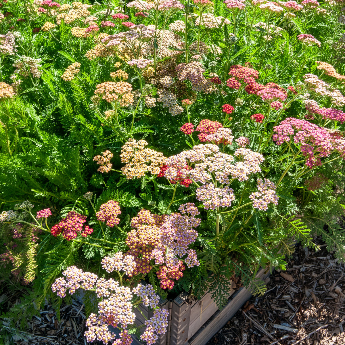 Achillées millefeuille Summer Pastels F2 en mélange - Bakker