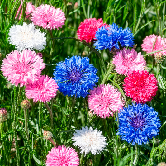 Centaurée à fleurs double en mélange - Bakker