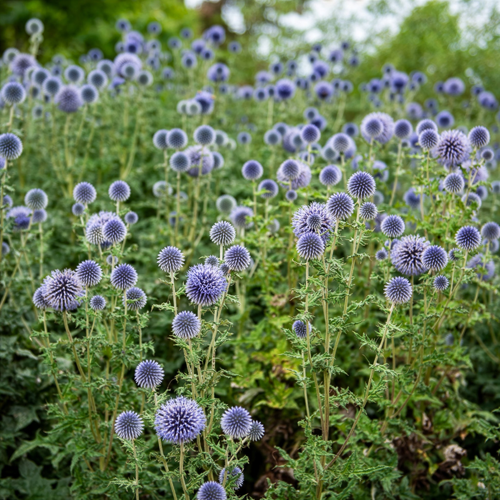 Boule azurée - Chardon boule - Echinops - Echinops ritro - Bakker