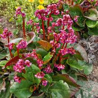 Bergénia Abendglut - Bergenia cordifolia Abendglut - Bakker