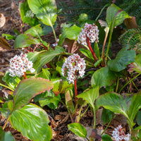 Bergénia Silberlicht - Bergenia Silberlicht - Bakker