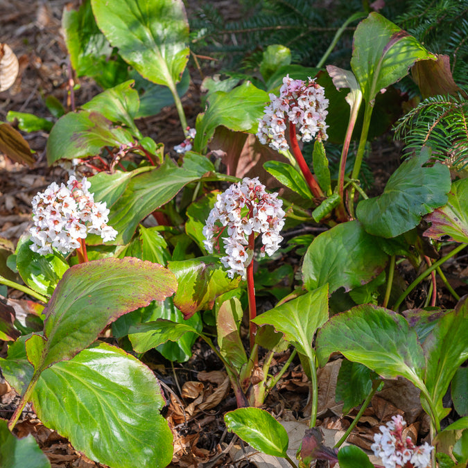 Bergénia Silberlicht - Bergenia Silberlicht - Bakker