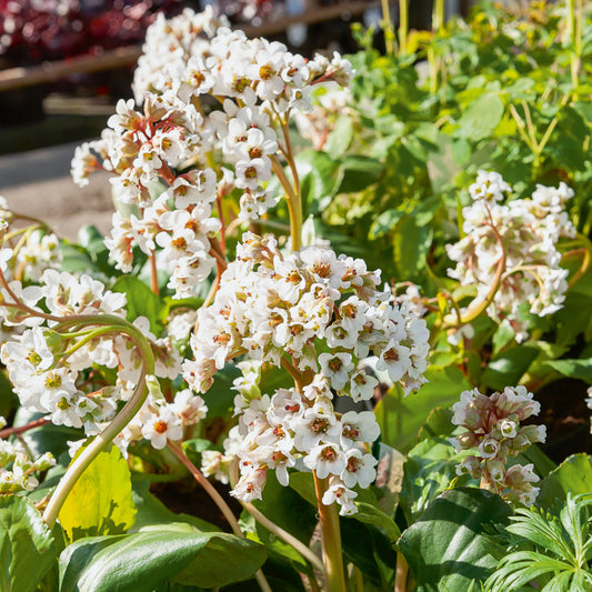 Bergénia Silberlicht - Bakker