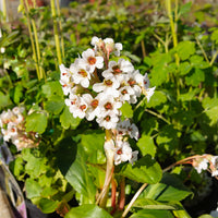 Bergenia Silberlicht - Bergénia Silberlicht - 