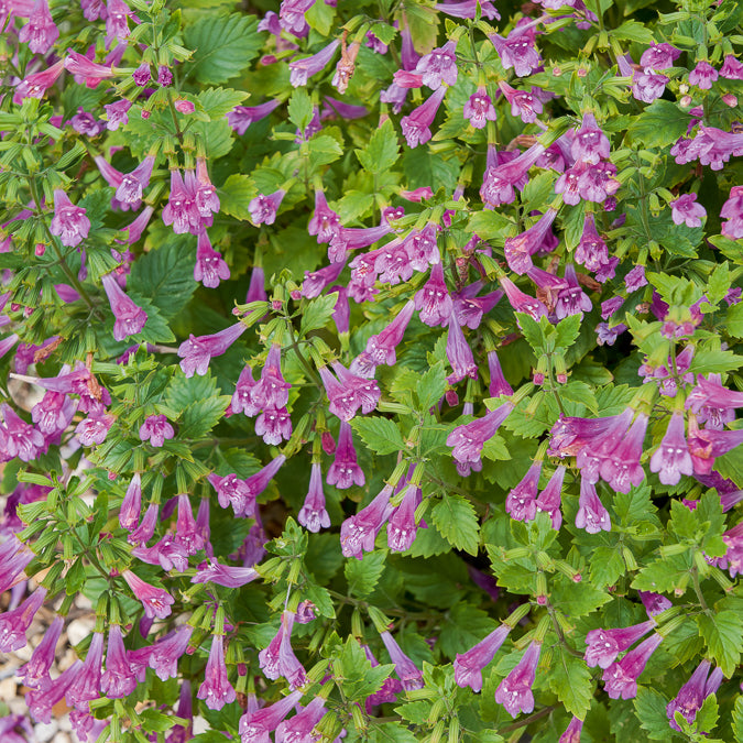 Calament - Thés de l'Aubrac - Calamintha grandiflora - Bakker