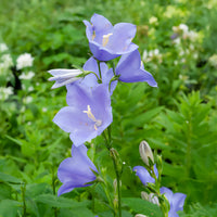3 Campanules à feuilles de pêcher - Campanula persicifolia - Bakker