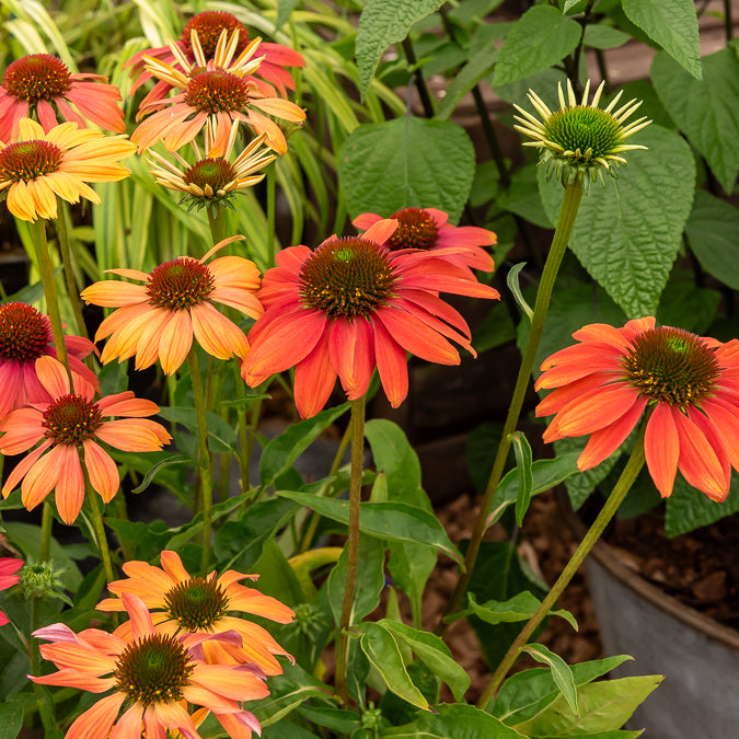Echinacée pourpre Cheyenne Spirit  - Echinacea purpurea Cheyenne Spirit - Bakker