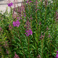 Plantes vivaces - Épilobe - Epilobium angustifolium