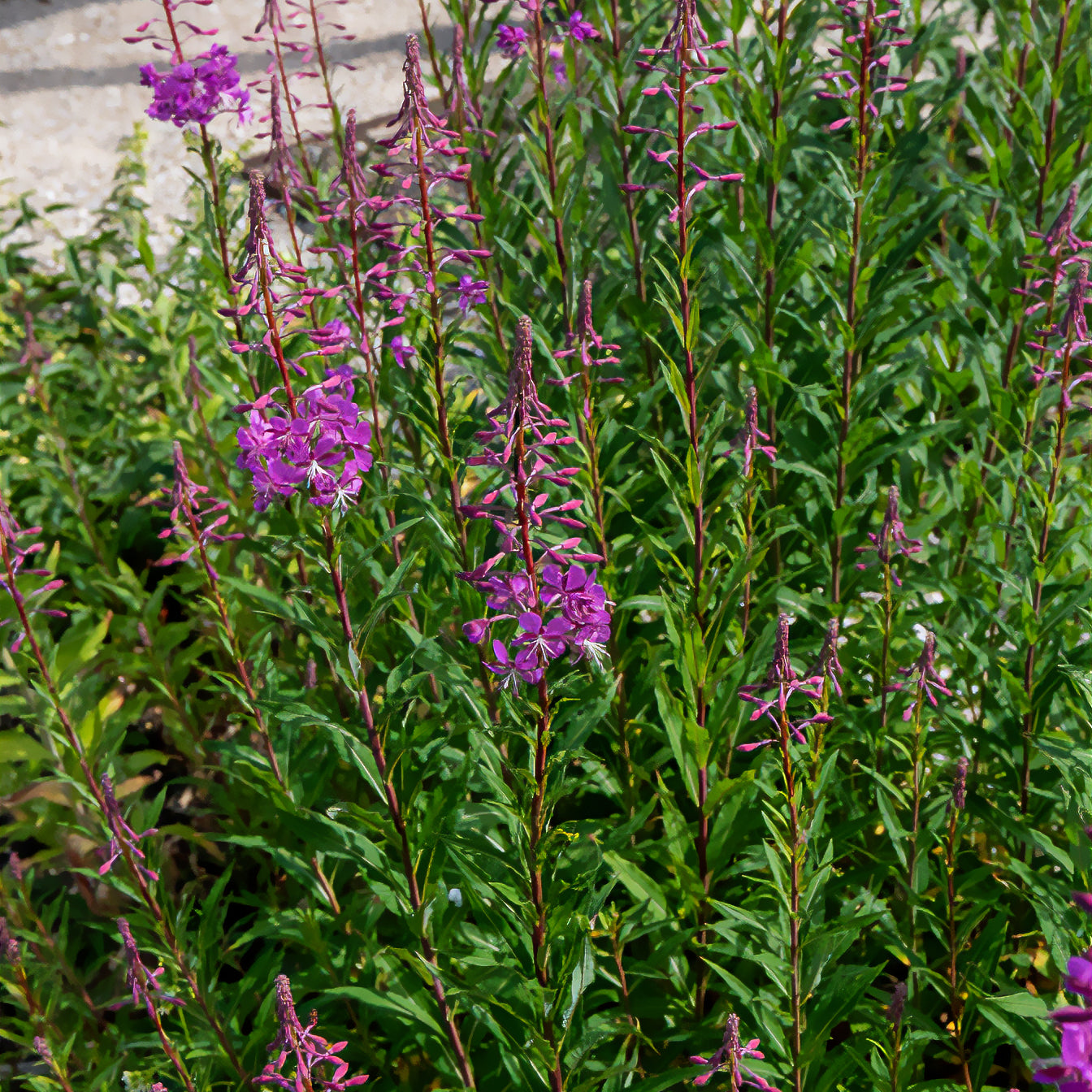 Plantes vivaces - Épilobe - Epilobium angustifolium