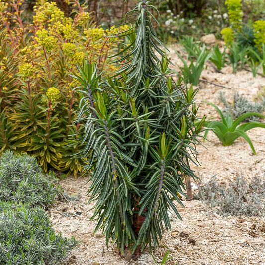 Euphorbe des Jardins - Epurge - Bakker