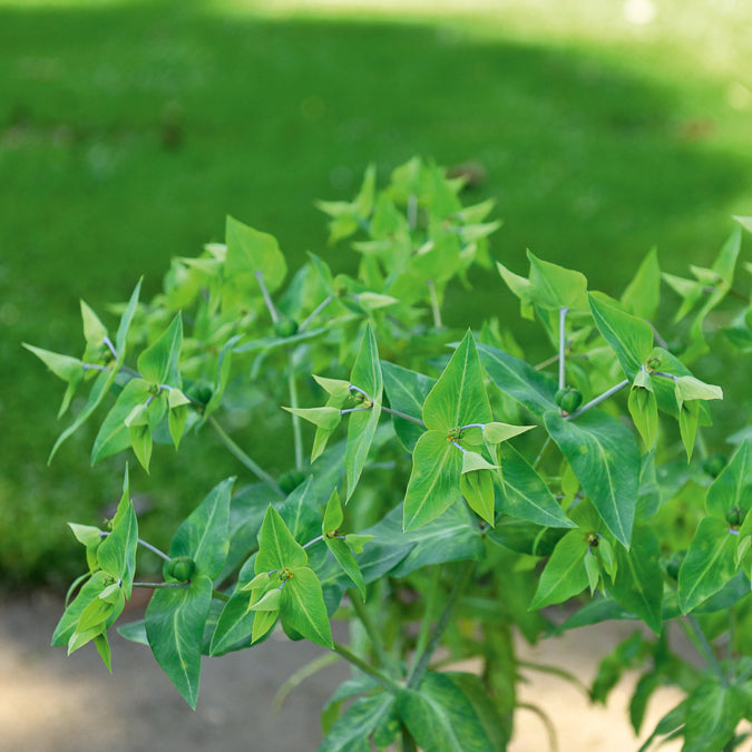 Euphorbia lathyris - Euphorbe des Jardins - Epurge - Euphorbe