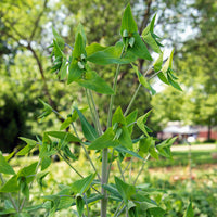 Euphorbe des Jardins - Epurge - Euphorbia lathyris - Bakker