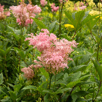 Filipendule rouge Venusta - Reine des près - Filipendula rubra venusta - Bakker
