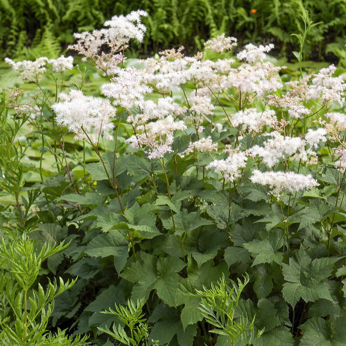 Reine des prés - Filipendula ulmaria - Bakker