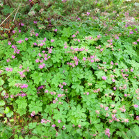 Géranium vivace macrorrhizum - Géraniums - Bakker
