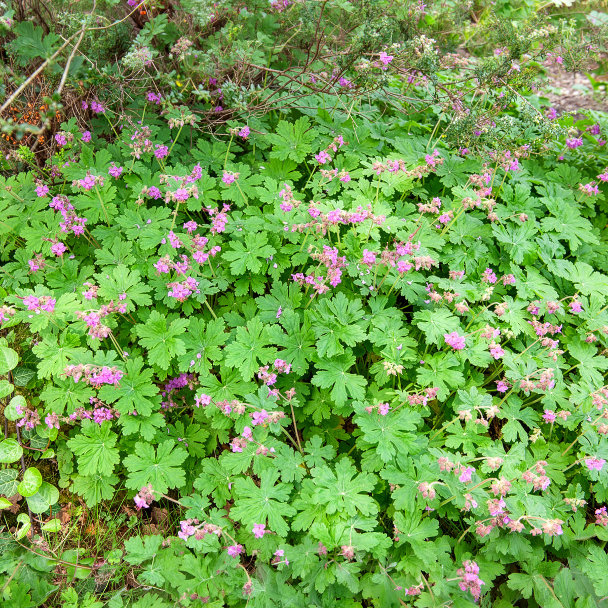 Géranium vivace macrorrhizum - Géraniums - Bakker