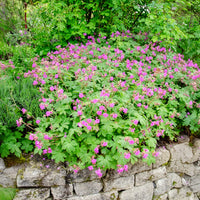 Vente Géranium vivace macrorrhizum - Geranium macrorrhizum