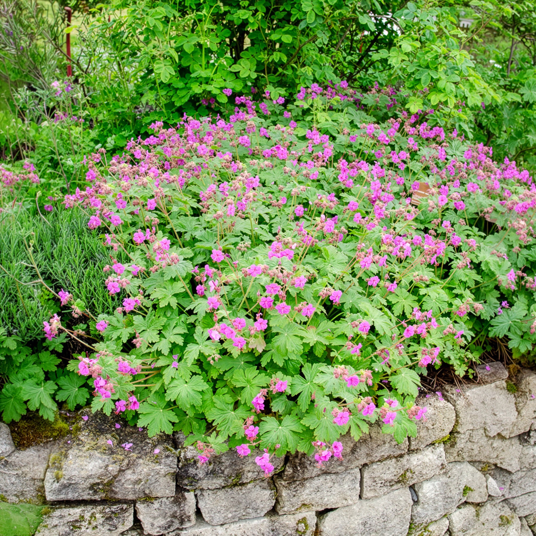 Vente Géranium vivace macrorrhizum - Geranium macrorrhizum