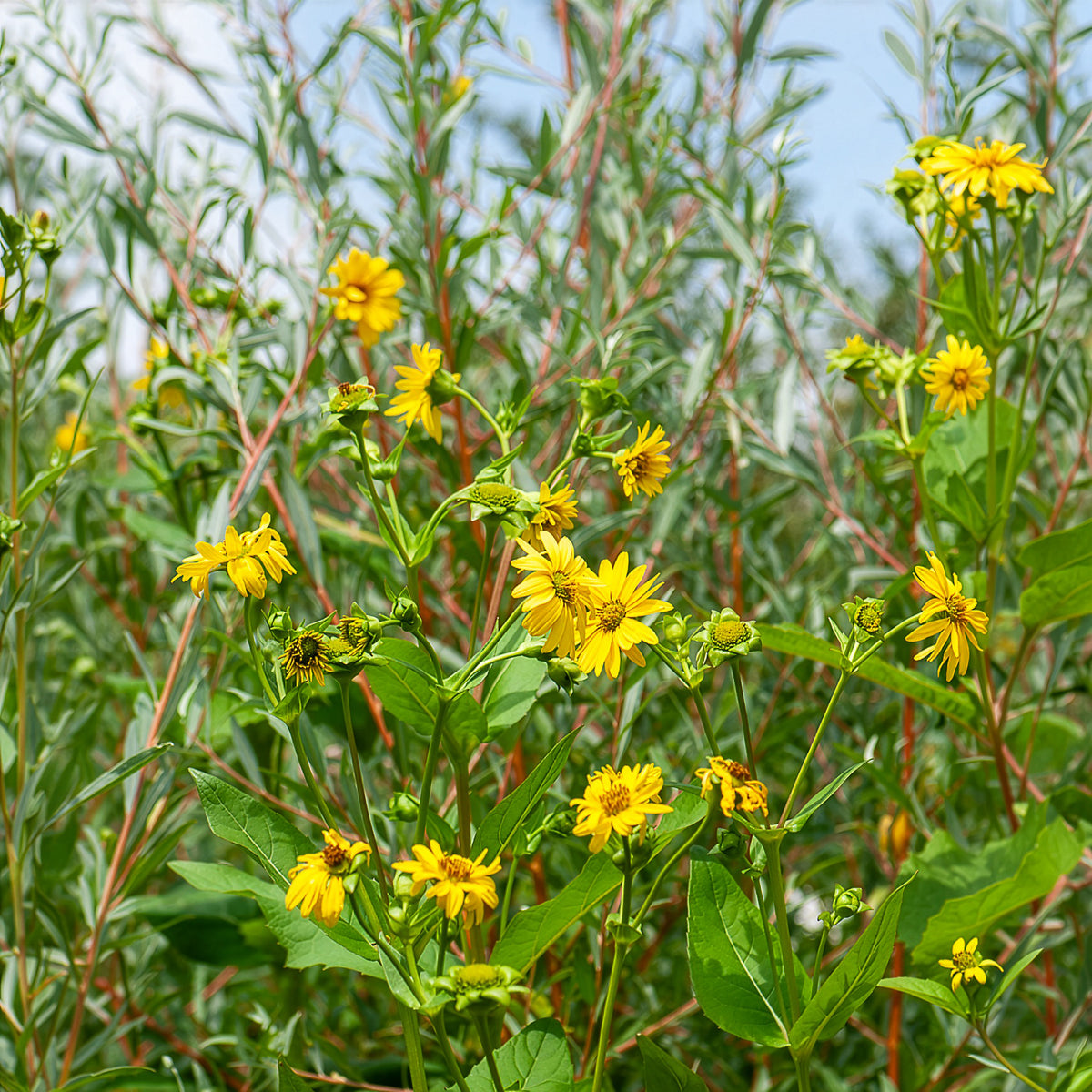 Tournesol vivace Capenoch Star - Bakker