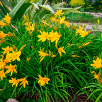 Hémérocalle citrina - Hemerocallis citrina - Bakker