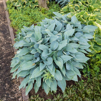 Hosta Halcyon - Bakker