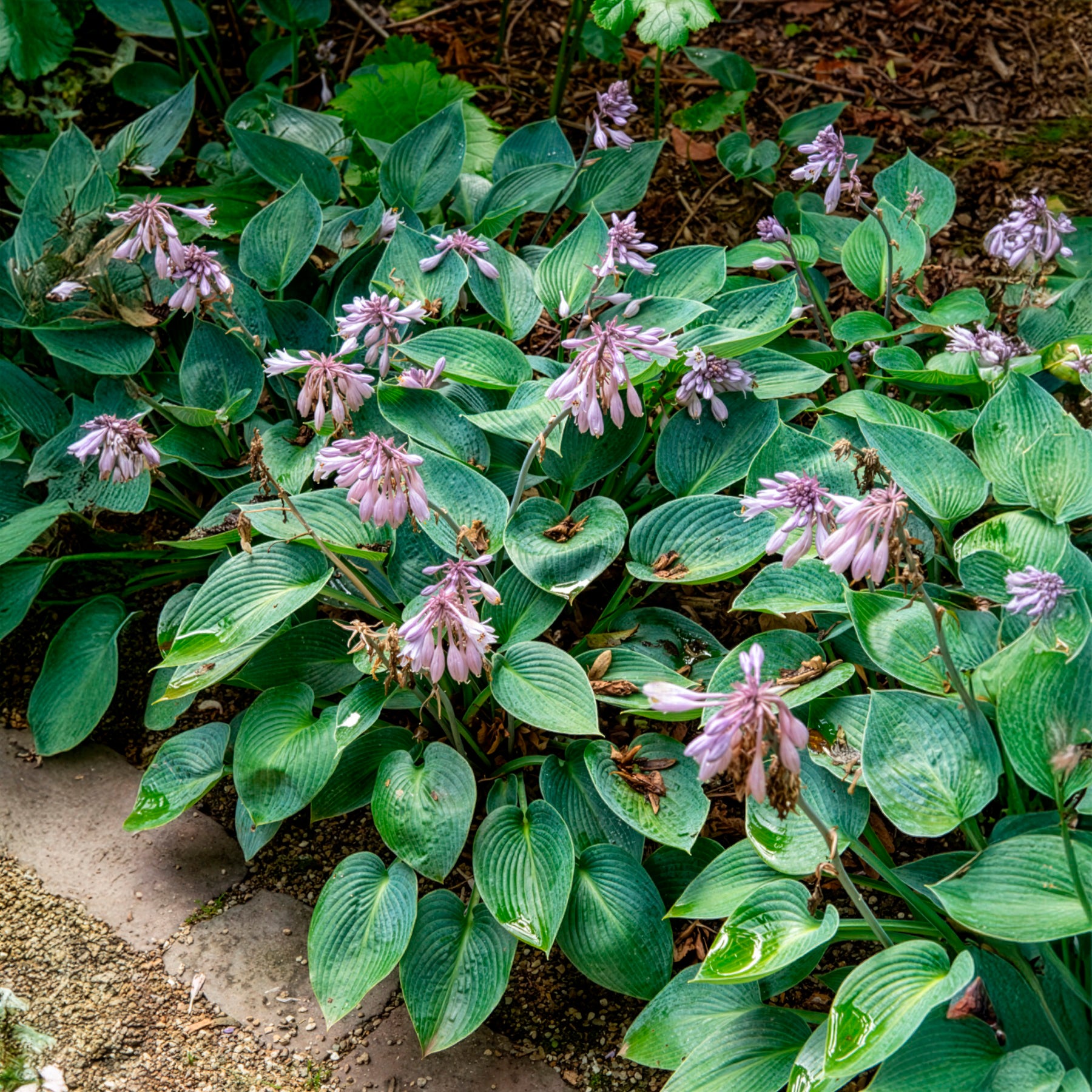 Hosta - Hosta Halcyon - Hosta Halcyon