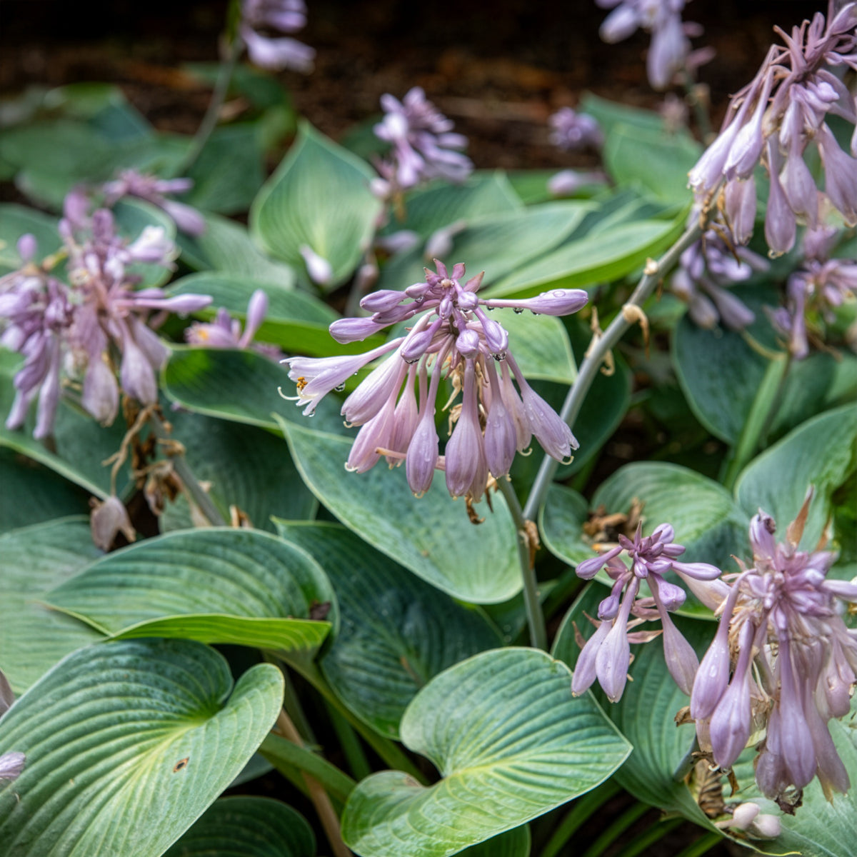 Hosta - Hosta Halcyon - Hosta Halcyon