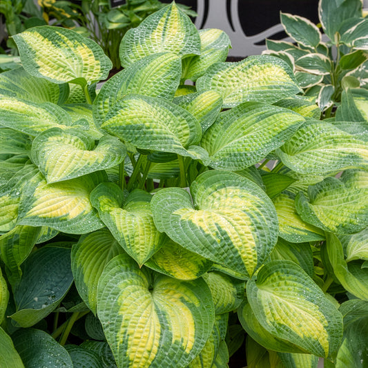 Hosta Paul's Glory - Bakker