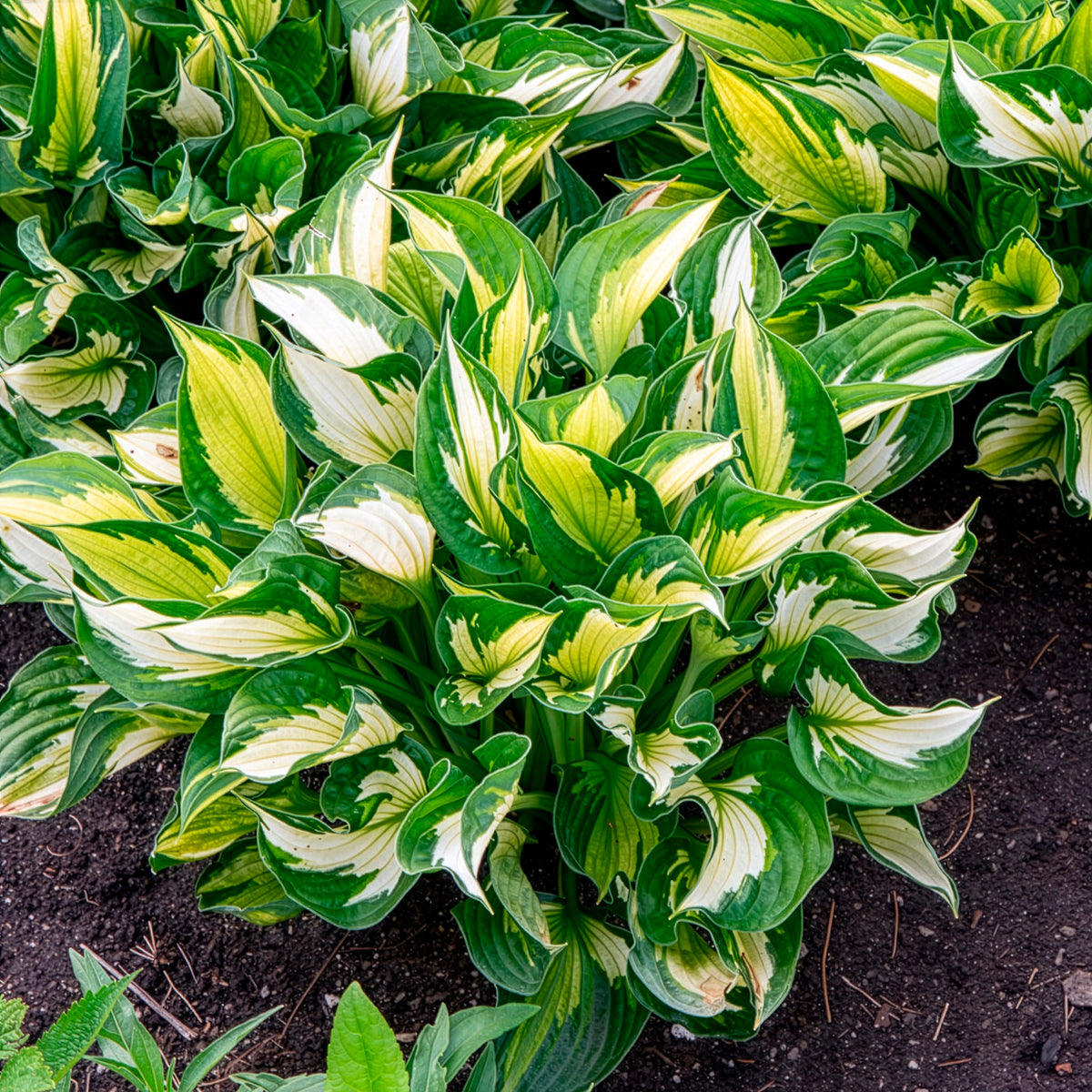 Hosta Whirlwind - Bakker